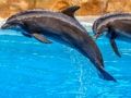 Sea Dolphin Jigsaw Sea Dolphin Jigsaw