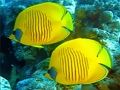Underwater World Jigsaw 