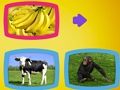 What Do Animals Eat? 