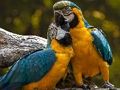 Parrot Jigsaw 