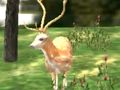Animal Safari Hunter 2020 Animal Safari Hunter 2020