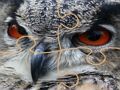 Wild owl Jigsaw 