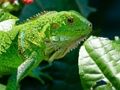 Wild Iguana 