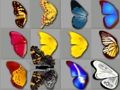 Butterfly Kyodai 