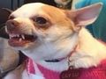 What meme dog are you ? 