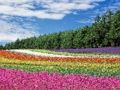 Colourful Flower Garden Jigsaw 