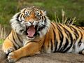 Animals Jigsaw Puzzle Tiger 
