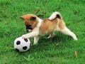Playful Puppy Outdoor Puzzle 