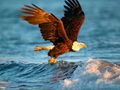 Animals Jigsaw Puzzle Eagle 