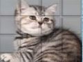 PicPu Cat 