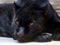 Black Panther Jigsaw 