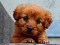 Puppy Puzzle 