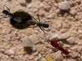 Crush These Ants 