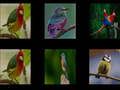 Memorize the birds 