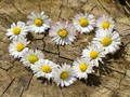 Daisy Heart Jigsaw 