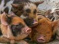 Piglet Piggy Jigsaw 