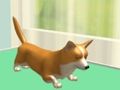 Pet Care 