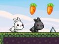 Cute Rabbit 