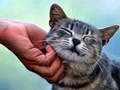 Tickling Cat Tickling Cat