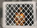 Tiger Escape 1 