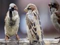 Sparrow Family Jigsaw 