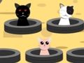 Catch Cats 