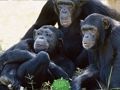 Funny Chimpanzee Jungle Escape 