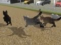 Run Cat Cat Race 