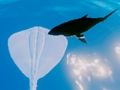 Surfing Stingrays 