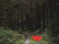Dense Forest Deer Escape 