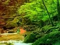 Peaceful Rainbow Forest Escape 