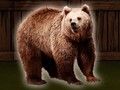 Save The Grizzly Bear 