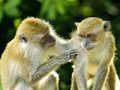 Monkey Jigsaw 