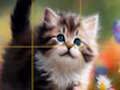 Puzzle Sliding Kittens Puzzle Sliding Kittens