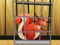Rescue The Red Squirrel From Cage 