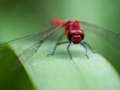 Dragon Fly Jigsaw 