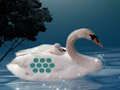 Save The Swan Mother Child 