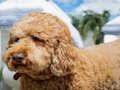 Labradoodle Puzzle 