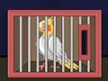 Release The Cockatiel Bird 