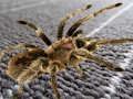 Spider Hidden Difference 