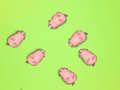 Save The Piggies 