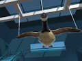 Goose Museum 