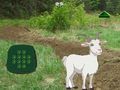 Goat Find The Child 