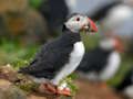 Puffin Bird Jigsaw 