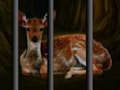 Wild Animals Rescue 