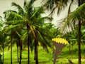 Escape From Coconut Land 