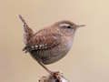 BirdLingo 