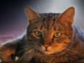 Pet Jigsaw Pet Jigsaw