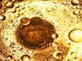 Oil Bubbles Jigsaw 