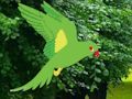 Parrot Find The Nest 